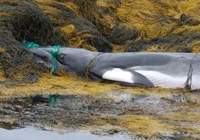 Pacific Gray Whale Population Drops by Nearly 25% - Whale & Dolphin ...