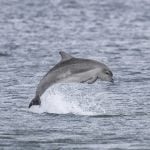 Bottlenose dolphin calf breaching with its whole body out of the water