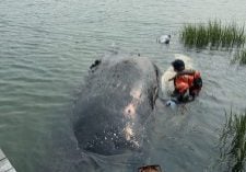 WDC-NA's Marine Animal Rescue and Response team externally exam a deceased humpback whale. Credit: WDC