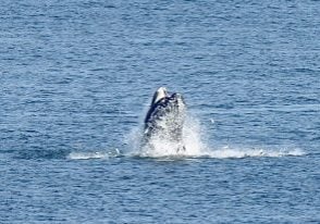 Humpback whale lunge feeding off Manomet Point Credit:John Chisholm/MA Sharks