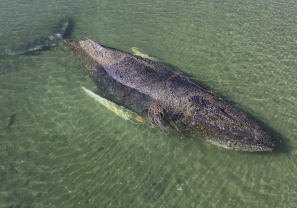 Timmy the humpback whale. Credit: SSG/EPA