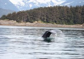 Humpback whale fluke in Alaska.
