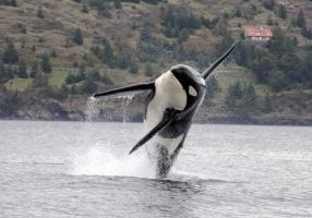 A Southern Resident killer whale leaps into the air. The Southern Residents are an endangered population of fish-eating killer whales. Credit: NOAA