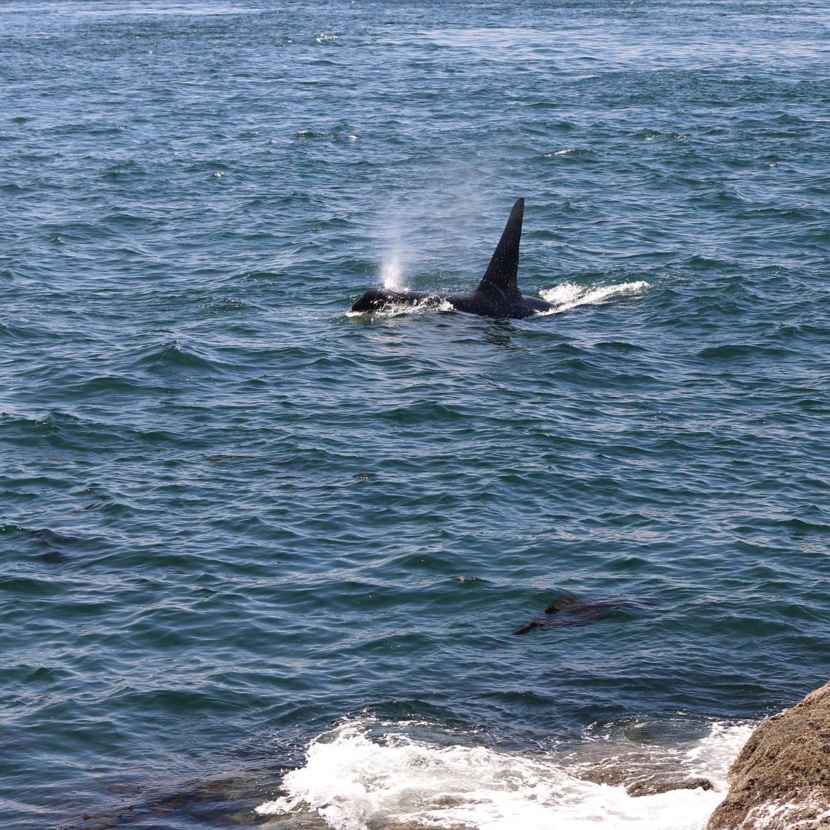 Southern Resident orcas on the "west side shuffle"