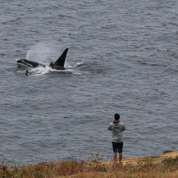 A close pass by Southern Resident orcas on the west side of San Juan Island
