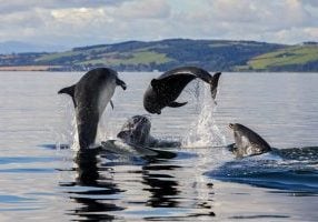 Pod of dolphins in Moray Firth