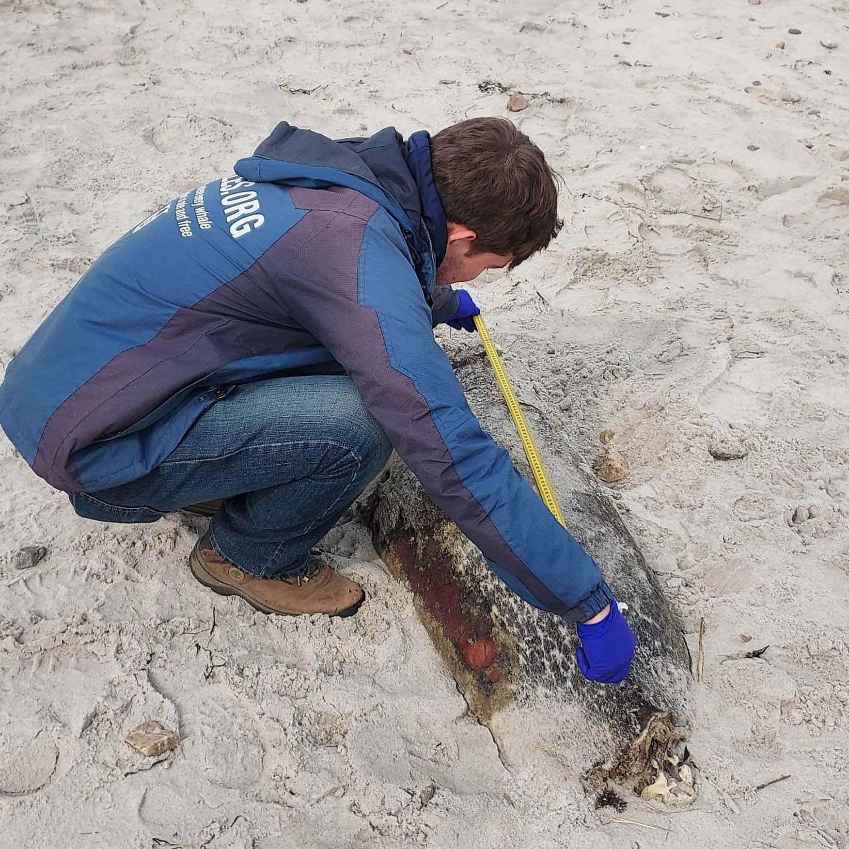 WDC Marine Animal Rescue and Response Intern, JJ Cruz, measures a deceased harbor seal under authorization from NOAA