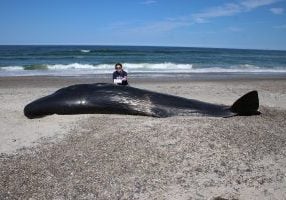 Marine Animal Rescue and Response Program with sperm whale