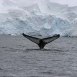 Humpback whale tail sticking out of the water, an action called fluking