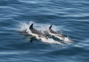 Atlantic white-sided dolphin