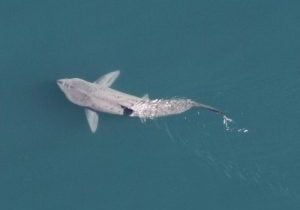Basking shark. Credit: NOAA