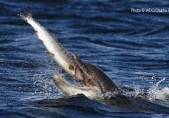 bottlenose dolphin catching a salmon in its mouth