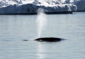 bowhead whale