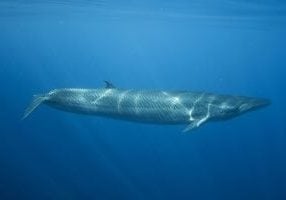 Bryde's whale