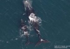 © CCS Aerial Survey Team NOAA Permit 25740-02