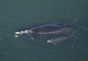right whale mother and calf swim at surface