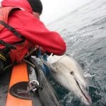 man attempting to free common dolphin from fishing gear