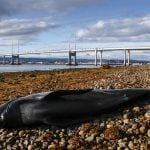 Stranded pilot whale
