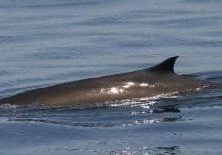 Fin whale at surface