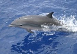 Fraser's dolphin