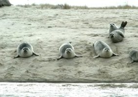 harbor seal species guide