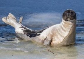 harp seal species guide