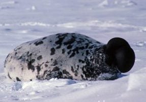 Norwegian Polar Institute hooded seal species guide