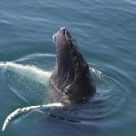A humpback whale pokes its head partway out of the water, a behavior called spyhopping