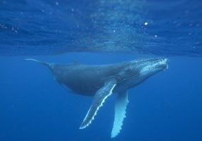 Humpback whale © Vanessa Mignon
