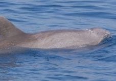 Indo-Pacific bottlenose dolphin