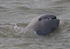 Irrawaddy dolphin