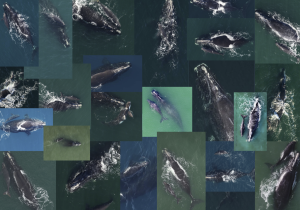 Right whale babies of the 2025-2026 calving season.