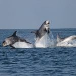 Risso's dolphins