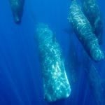 Sperm whales in Sri Lanka