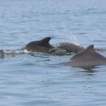Atlantic humpback dolphin group