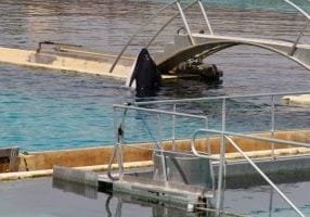 Valentin - orca held at Marineland Antibes, France
