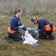 MARR team responds to a stranded Atlantic white-sided dolphin. © WDC