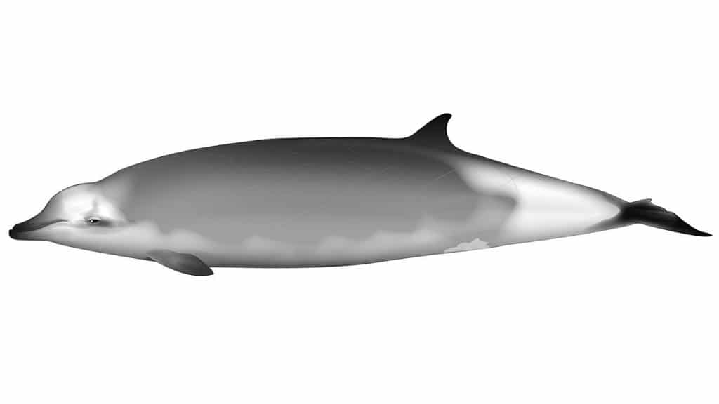 Artist impression Ramiri's beaked whale